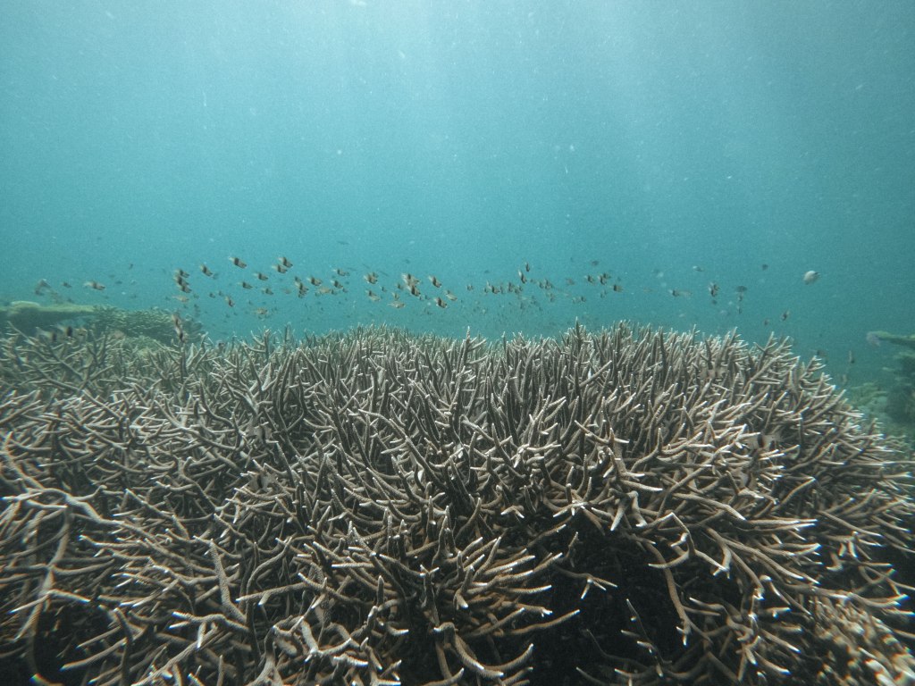 Underwater Wonders & Departure: Days 5-6 in&nbsp;Coron